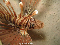 Lionfish resting on a fan taking with a Canon Powershot 5... by Maria Munn 